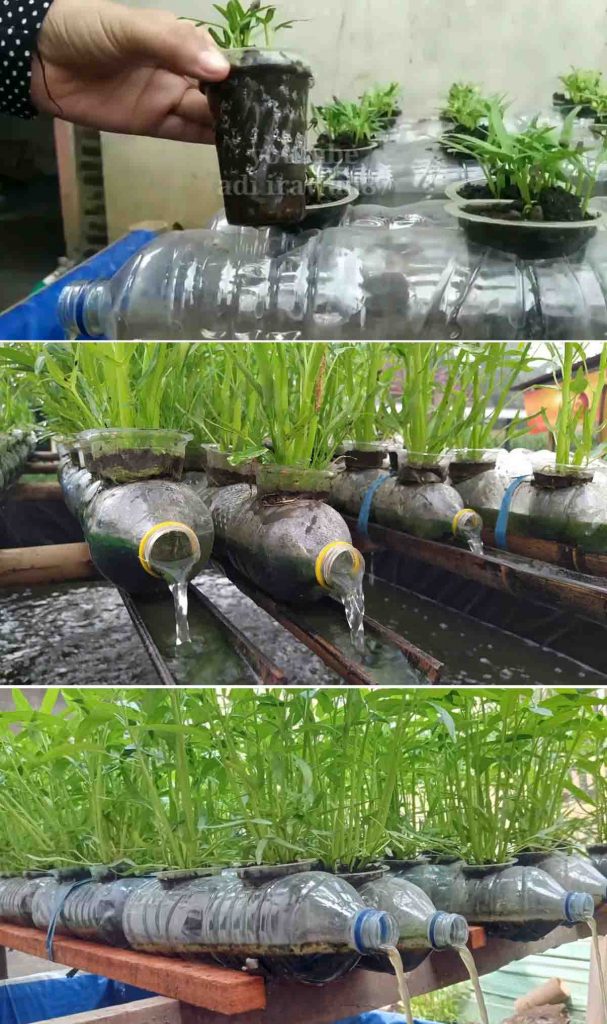 menanam kangkung dengan botol dan kolam lele bambu terpal