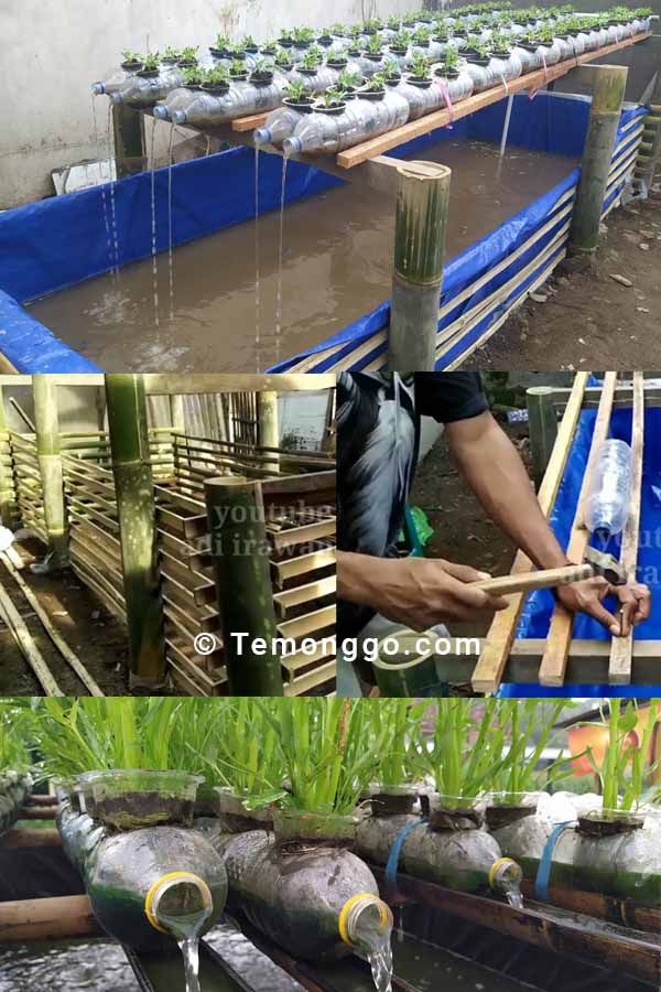 menanam kangkung hidroponik menggunakan botol plastik dan kolam bambu