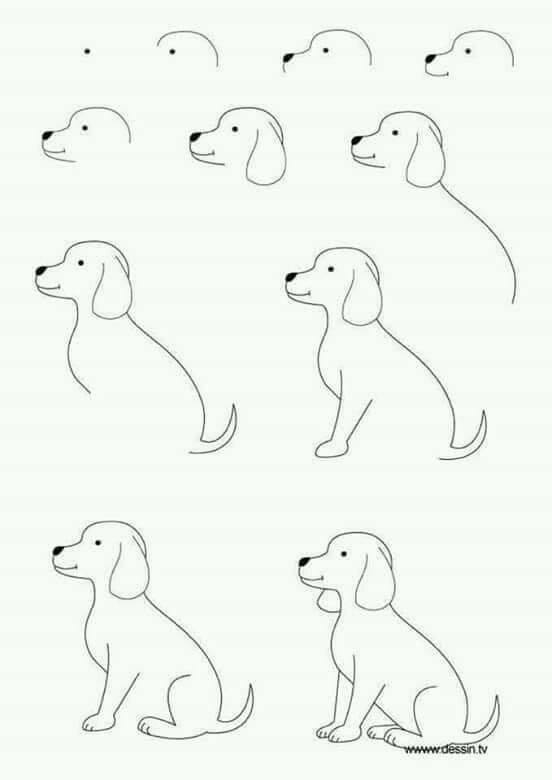 cara menggambar anjing