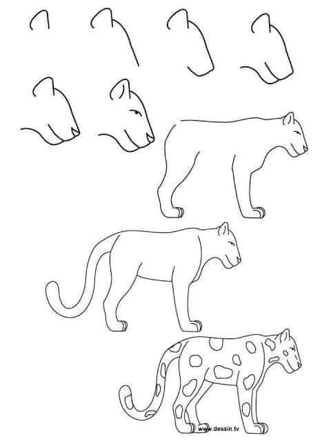 cara menggambar binatang macan