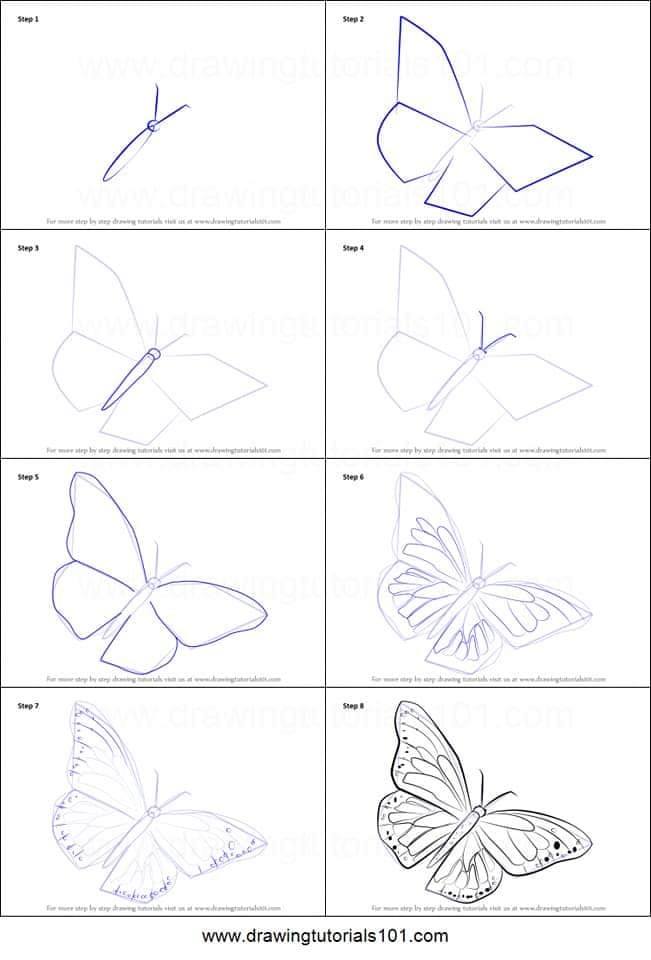 cara menggambar kupu