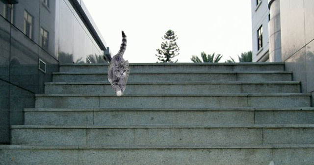 kucing di tangga