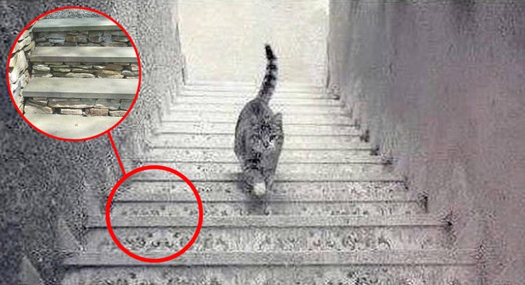 kucing naik apa turun tangga