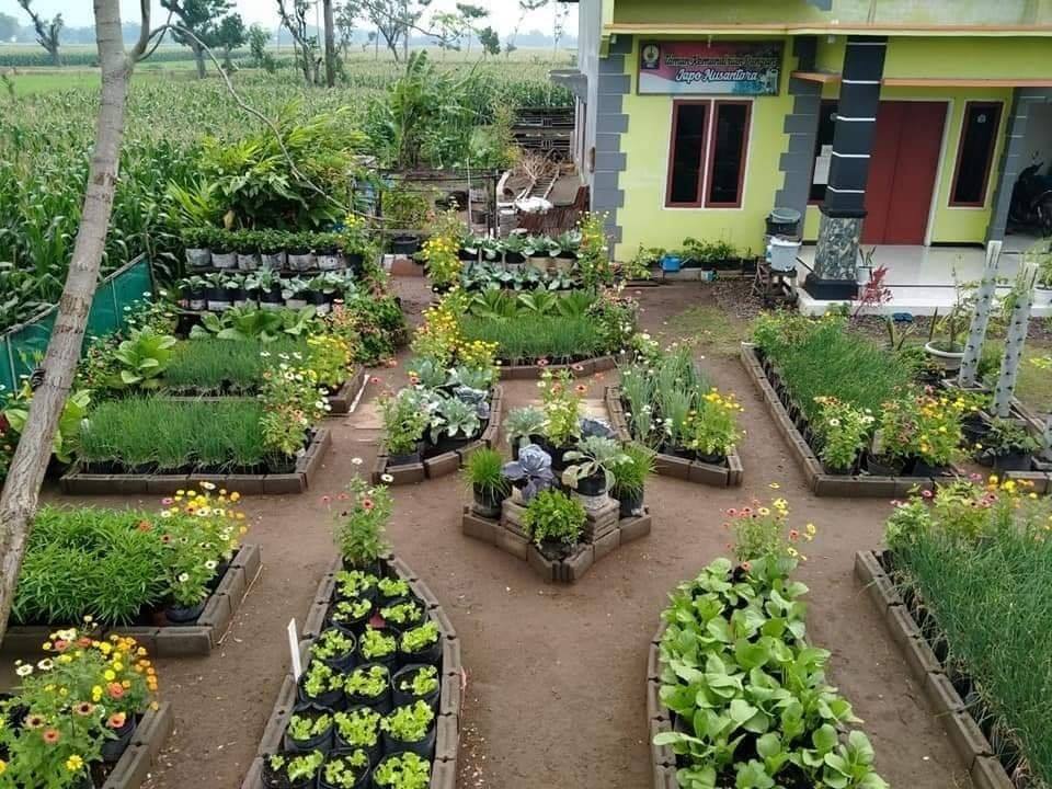 kebun sayuran di pekarangan rumah