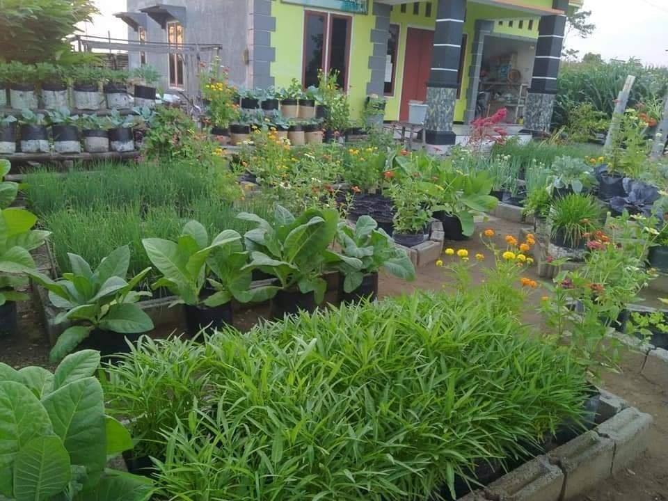 kebun sayuran mini