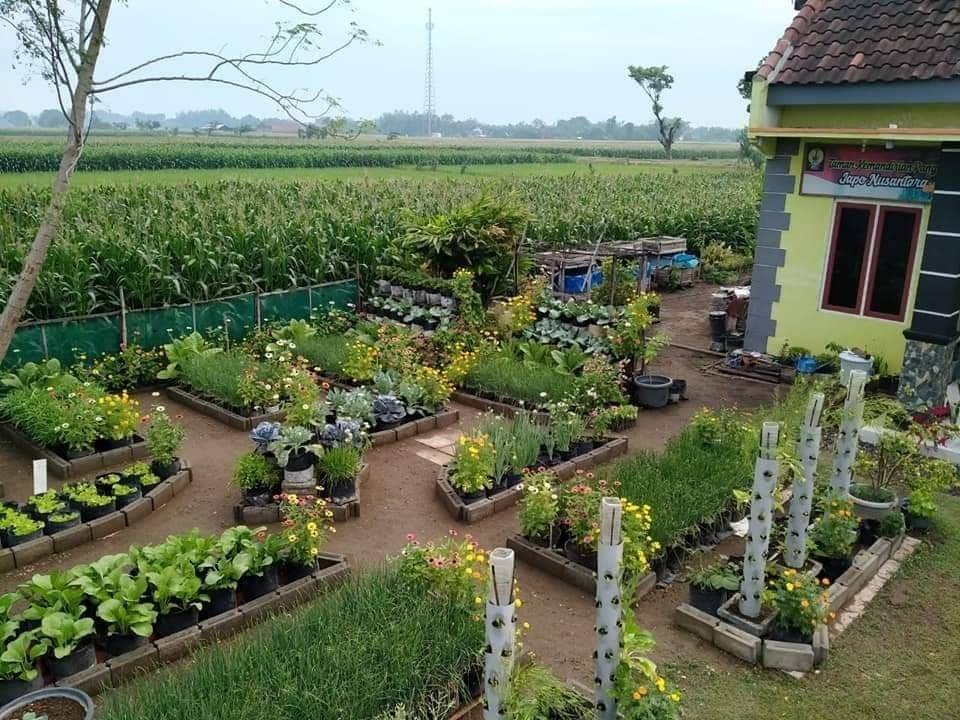 kebun sayuran minimalis