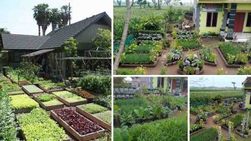 kebun sayuran modern di rumah