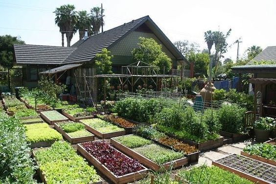 kebun sayuran