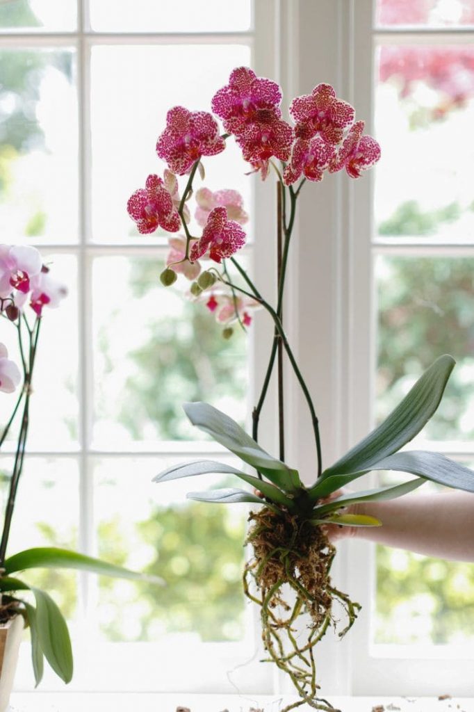 Orchids Anggrek