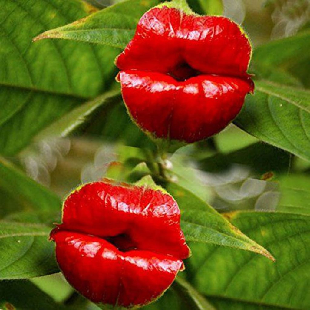 Bunga bibir merah hot lips