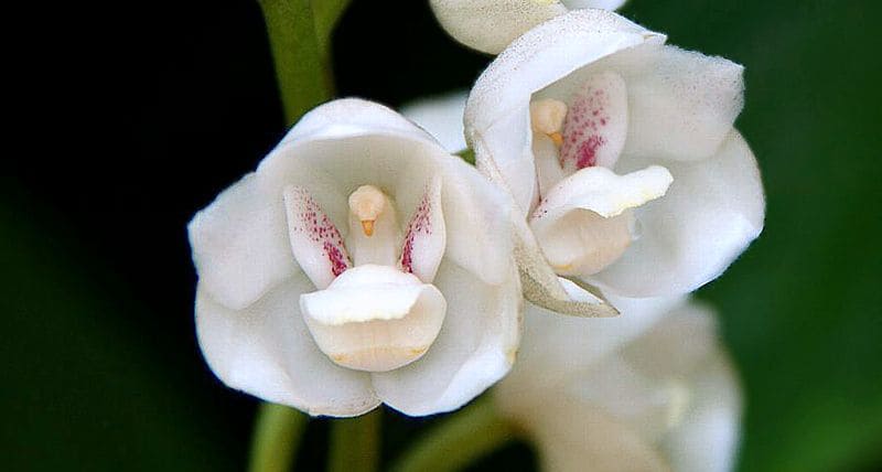 holy ghost orchid